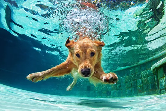 Golden retriever swimming underwater in above ground pool